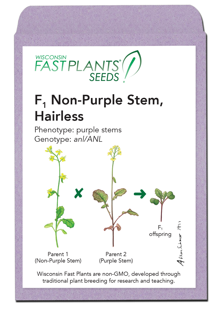 F1 Non-Purple Stem Fast Plants seed packet