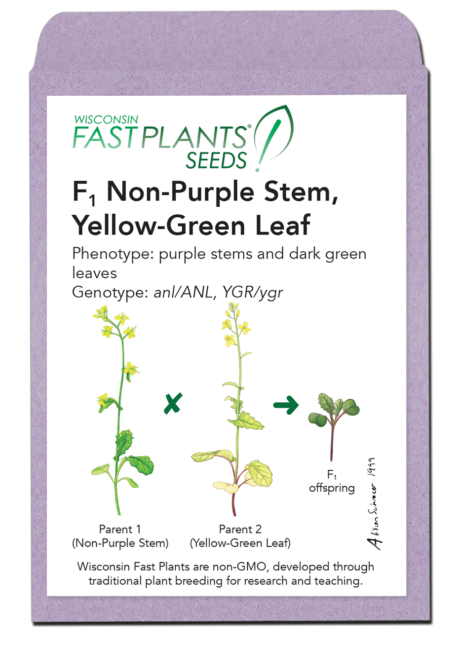 F1 Non-Purple Stem, Yellow-Green Leaf seed packet