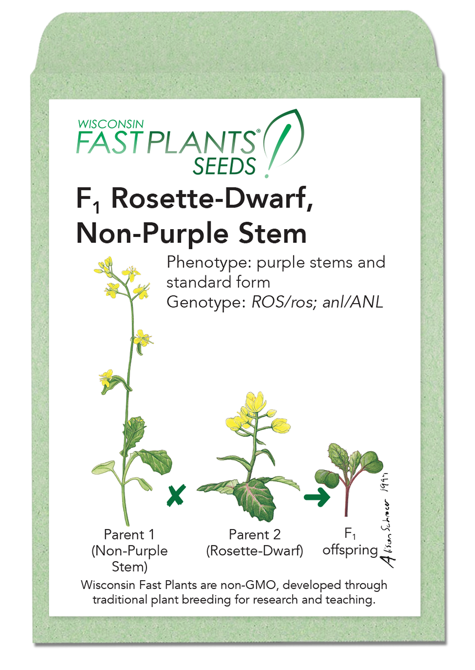 F1 Rosette-Dwarf, Non-Purple Stem seed packet