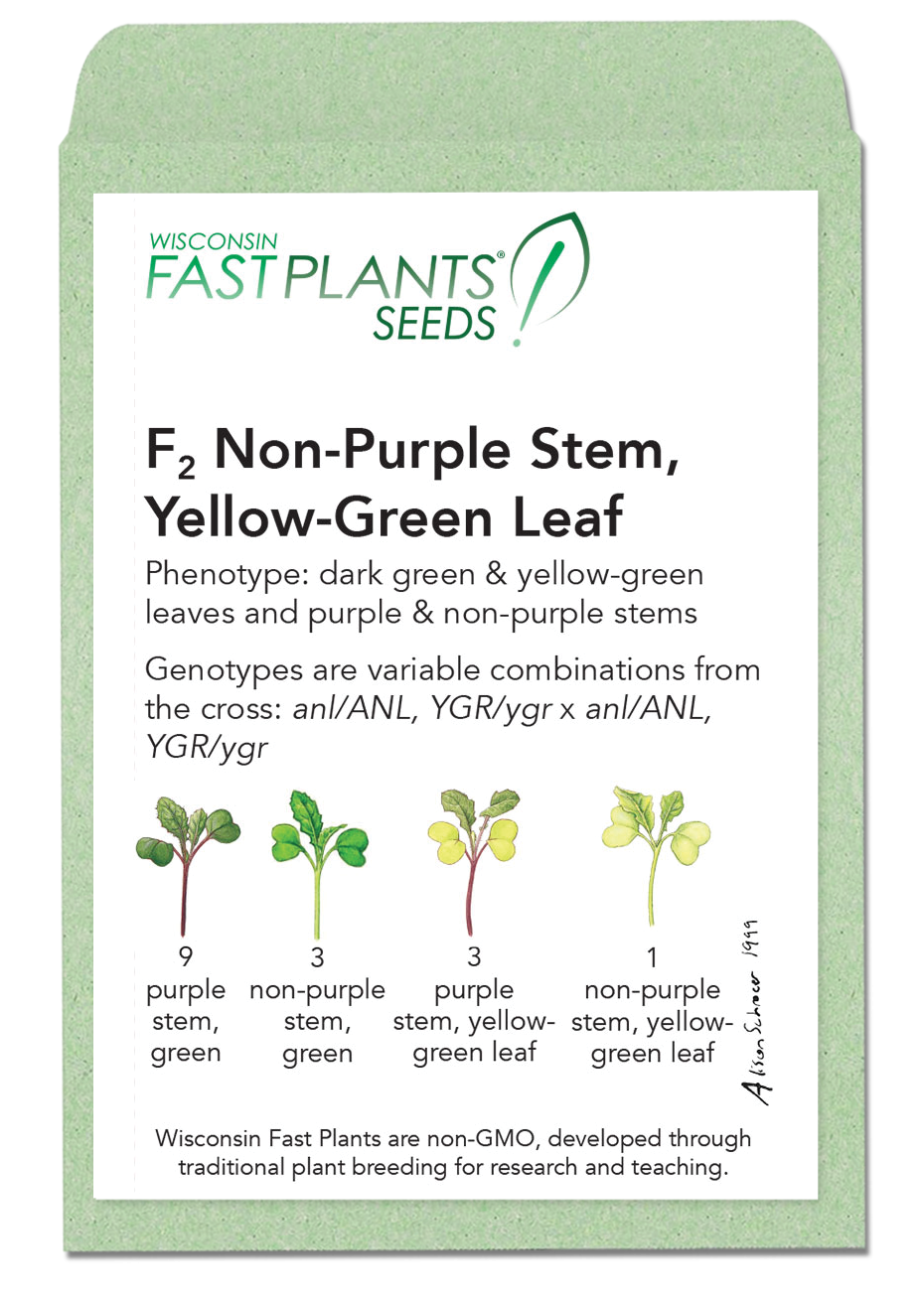 F2 Non-Purple Stem, Yellow-Green Leaf seed packet