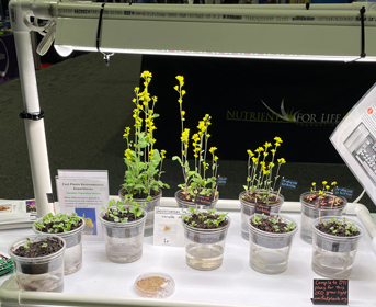 A demo of life cycle stages in the Fast Plants conference booth