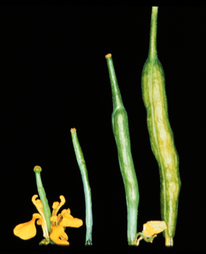 Fast Plants seed pods in stages of development from a pollinated flower to a pod filled with seeds.