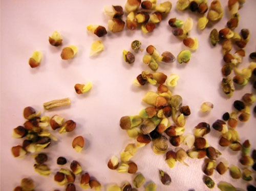 Fast Plants seeds showing pre-germ when seed harvest was done too late