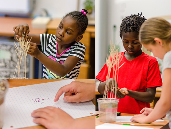 Seed harvest can be done by students of all ages