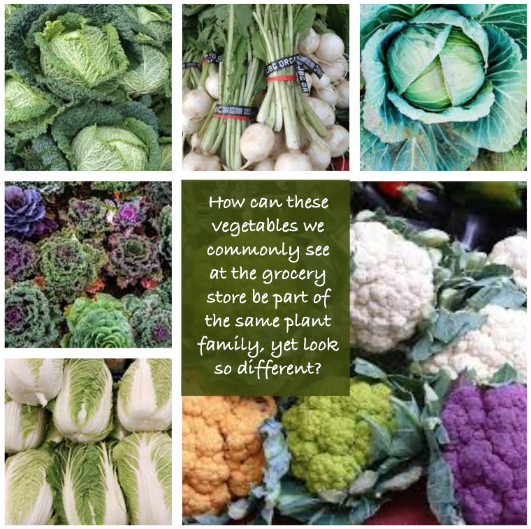 Brassica vegetable varieties from around the world demonstrate diversity and prompt the question: how can these vegetables we commonly see at the grocery store be a part of the same plant family, yet look different?