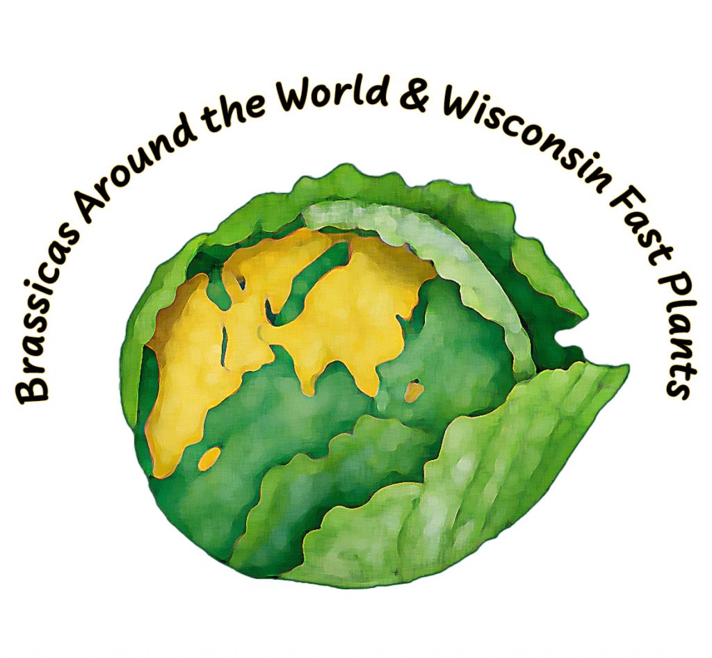 Brassicas Around the World and Wisconsin Fast Plants