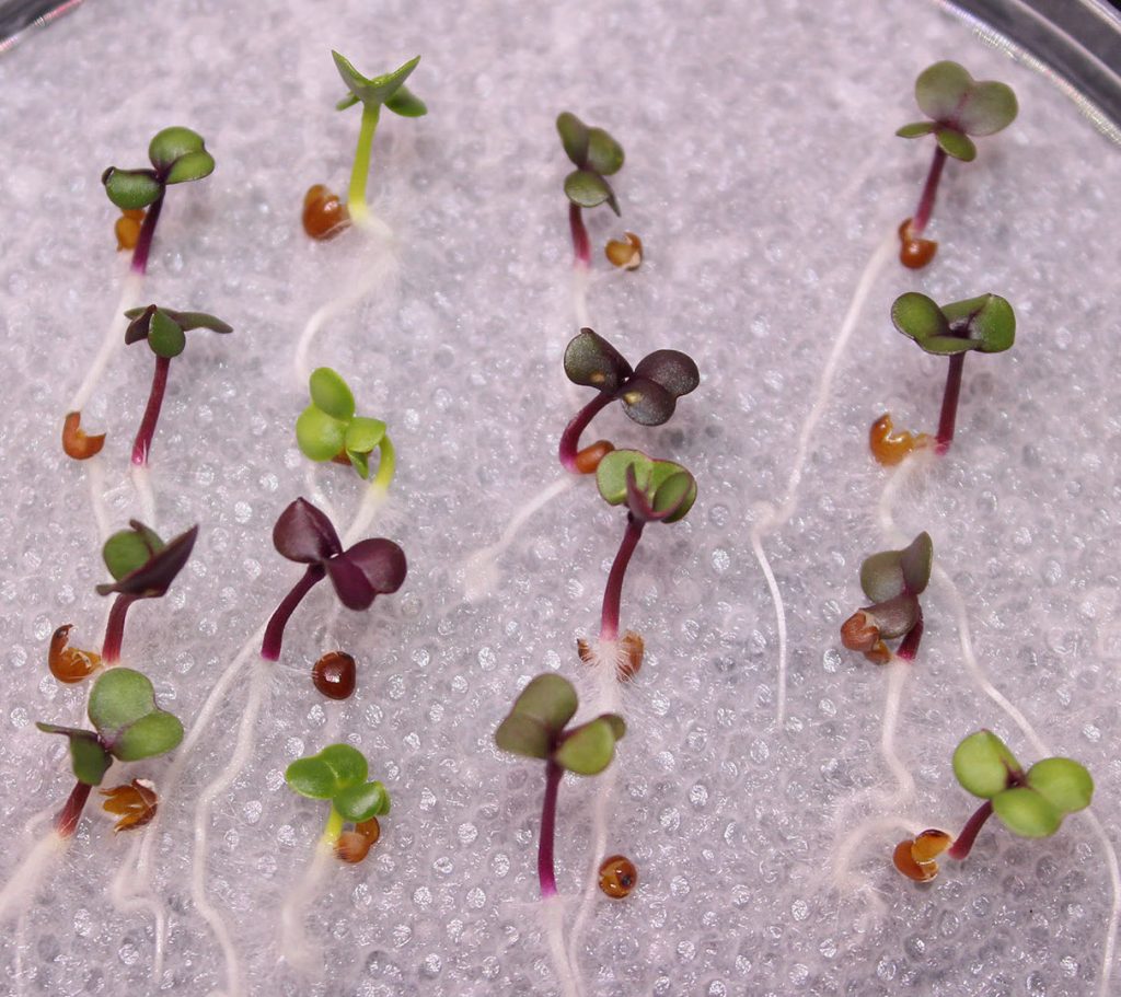 F2 seedlings germinate on paper towel, demonstrating dihybrid inheritance of rosette and anthocyaninless traits