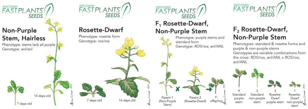 Teach Inheritance with Dihybrid Fast Plants -- Plant Stature and Stem Color