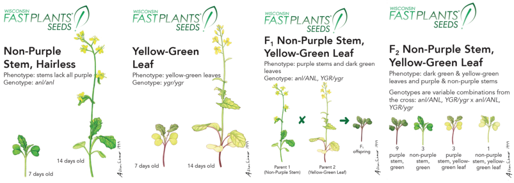 Teach Inheritance with Dihybrid Fast Plants -- Leaf Color and Stem Color