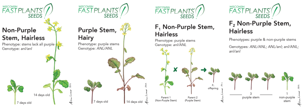 Teach Inheritance with Monohybrid Fast Plants -- Stem Color Traits