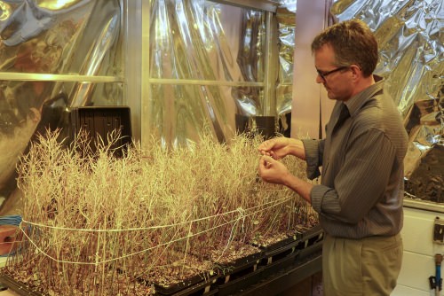 The Plant Systems Pathway led Dan to become a plant breeder with a career working with and improving Brassica crops.