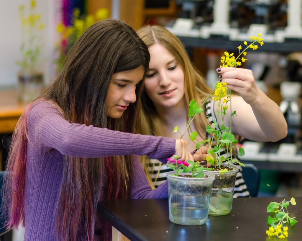 Plant Systems Pathway students harvest a population of Fast Plants for measurements