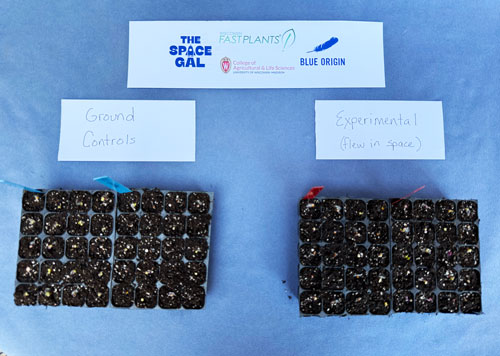 Fast Plants seedlings transplanted into soil post-flight