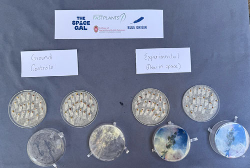 Photo of both experimental and ground control seedlings post-flight