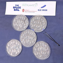 Fast Plants seeds on paper towel in petri dishes at the start of the experiment