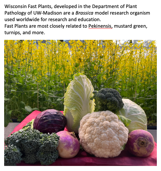 Brassicas for plant research in space