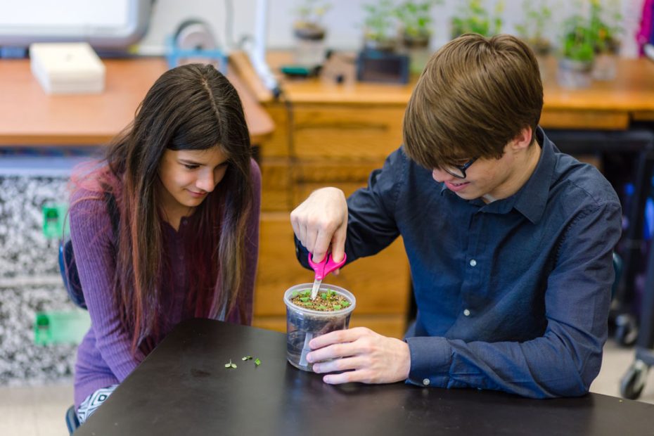 Students learn how to thin and tend Fast Plants
